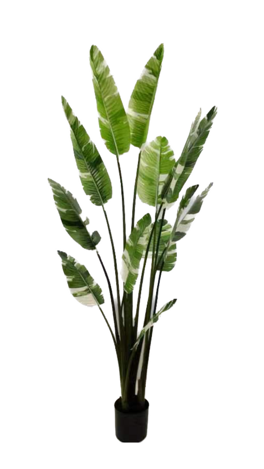 Faux Albino travellers palm
