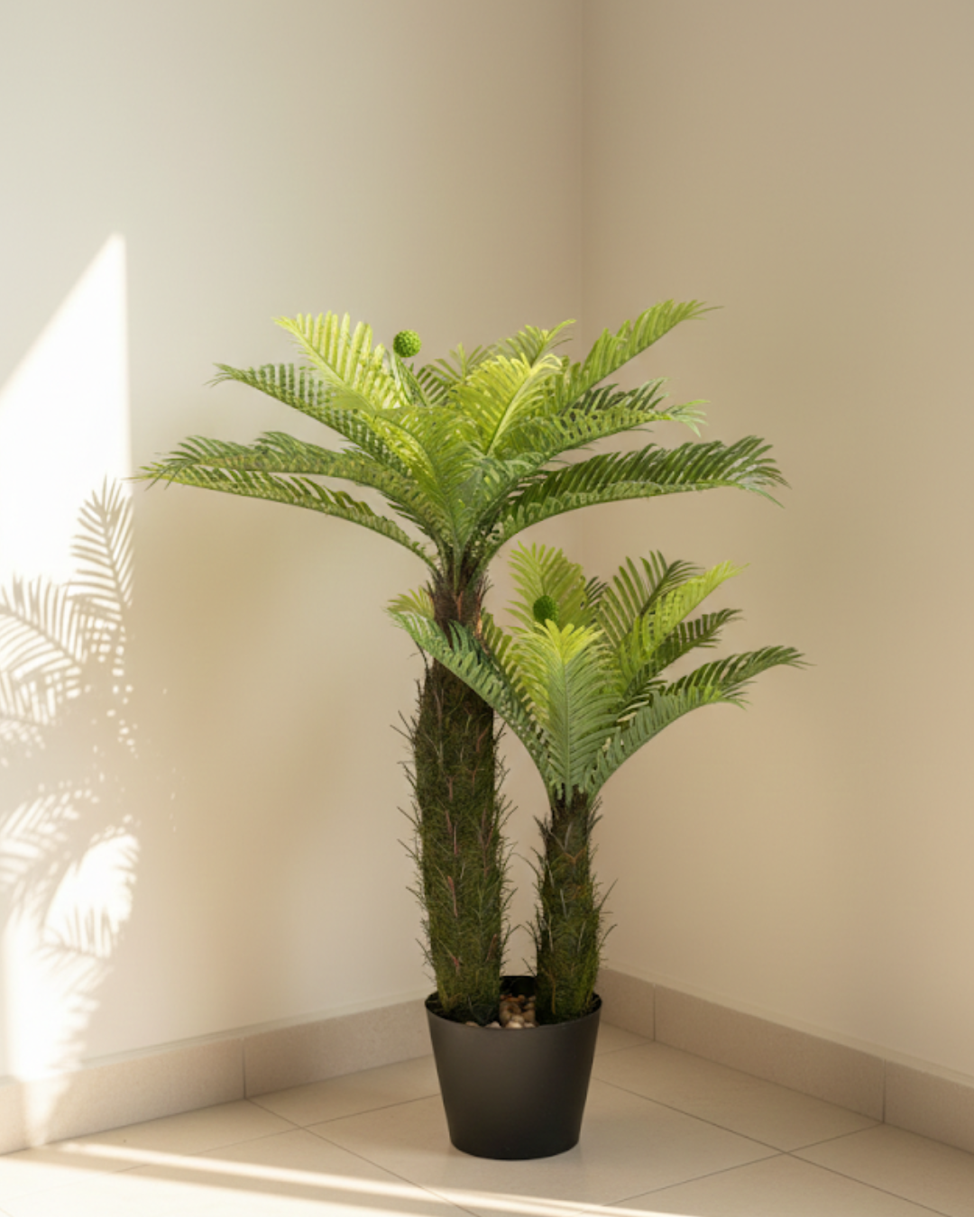 Cycas Palm