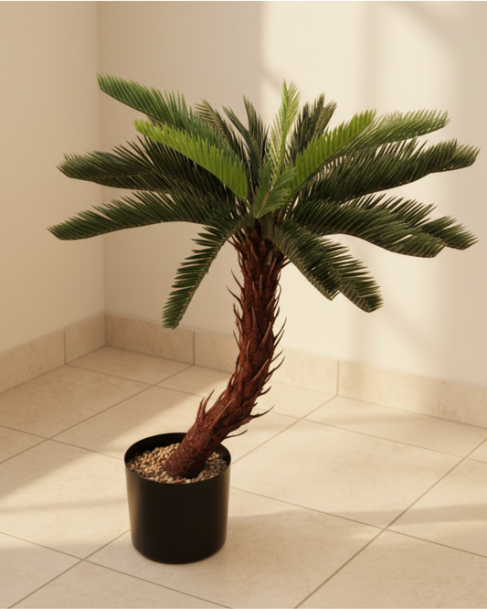 Cycas Palm